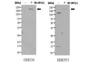 anti-Structural Maintenance of Chromosomes 1B (SMC1B) (pSer957) antibody