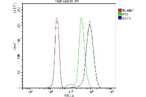 Flow Cytometry analysis of U937 cells using anti-EEF2/Elongation factor 2 antibody (ABIN7603142). (EEF2 anticorps  (N-Term))