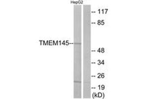 Western blot analysis of extracts from HepG2 cells, using TMEM145 Antibody. (TMEM145 anticorps  (AA 58-107))