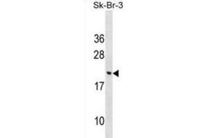 Western Blotting (WB) image for anti-Cornichon Homolog 3 (CNIH3) antibody (ABIN2999518) (CNIH3 anticorps)