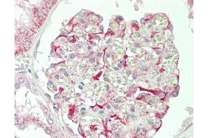 anti-SH3 and Cysteine Rich Domain 2 (STAC2) (AA 1-30), (N-Term) antibody