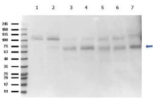 Western Blot of Rabbit anti-Abi1 antibody.
