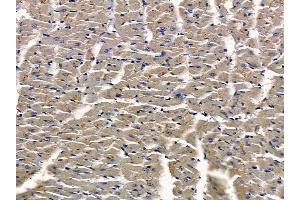 anti-Glutaredoxin 3 (GLRX3) (Internal Region) antibody