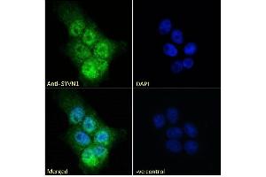 ABIN1590085 Immunofluorescence analysis of paraformaldehyde fixed A431 cells, permeabilized with 0.