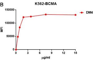 B. (BCMA anticorps  (AA 1-54))