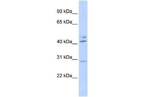 WB Suggested Anti-SPIC Antibody Titration:  0. (SPIC anticorps  (N-Term))
