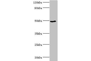 Western blot All lanes: BANP antibody at 6 μg/mL + HepG2 whole cell lysate Secondary Goat polyclonal to rabbit IgG at 1/10000 dilution Predicted band size: 57, 52, 49, 54, 55, 51, 56 kDa Observed band size: 49 kDa (BANP anticorps  (AA 1-260))