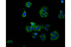 Immunofluorescence staining of HepG2 cells with ABIN7167660 at 1:130, counter-stained with DAPI. (RXFP2 anticorps  (AA 33-158))