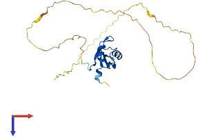 RNA Binding Motif Protein 11 (RBM11) (AA 1-238) protein (His tag)