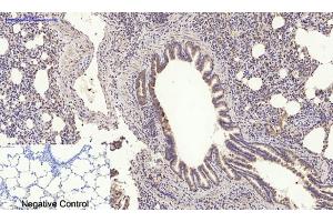 Immunohistochemical analysis of paraffin-embedded rat lung tissue. (MYD88 anticorps  (Internal Region))