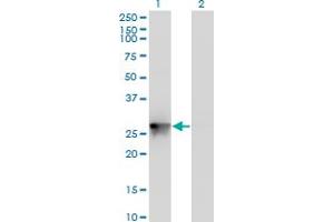 Western Blot analysis of PYCRL expression in transfected 293T cell line by PYCRL monoclonal antibody (M01), clone 4F11.
