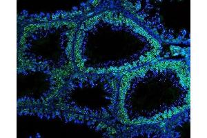 IF analysis of DDX4 using anti-DDX4 antibody (ABIN7601203). (DDX4 anticorps  (AA 3-666))