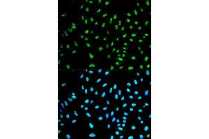 Immunofluorescence analysis of HeLa cell using NCF2 antibody.