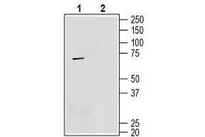 Western blot analysis mouse BV-2 microglia cell lysate: - 1. (TMEM119 anticorps  (Extracellular, N-Term))