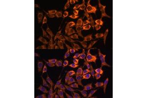 Immunofluorescence analysis of L929 cells using MT-ND3 antibody (ABIN7268601) at dilution of 1:100. (MT-ND3 anticorps)