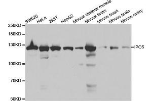 Western blot analysis of extracts of various cell lines, using IPO5 antibody (ABIN5971032) at 1/1000 dilution. (Importin 5 anticorps)