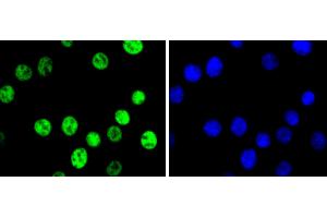 NIH/3T3 cells were fixed in paraformaldehyde, permeabilized with 0.