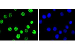 NIH/3T3 cells were fixed in paraformaldehyde, permeabilized with 0. (C-JUN anticorps)