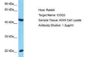 Host:  Rabbit  Target Name:  COQ3  Sample Type:  A549 Whole Cell lysates  Antibody Dilution:  1. (COQ3 anticorps  (N-Term))
