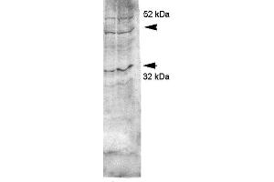 Western blot analysis of Rat kidney inner medullary homogenates showing detection of Aquaporin 4 protein using Rabbit Anti-Aquaporin 4 Polyclonal Antibody . (Aquaporin 4 anticorps  (C-Term) (Atto 390))