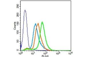 HCCLM3 cells probed with Rabbit Anti-BMPR1A Polyclonal Antibody, Unconjugated  at 1:20 dilution for 30 minutes followed by incubation with a conjugated secondary -FITC) (green) for 30 minutes compared to control cells (blue), secondary only (light blue) and isotype control (orange).
