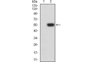 Western blot analysis using ZAP70 mAb against HEK293 (1) and ZAP70 (AA: 169-390)-hIgGFc transfected HEK293 (2) cell lysate.