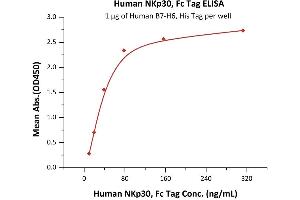 Immobilized Human B7-H6, His Tag (ABIN6386456,ABIN6388280) at 10 μg/mL (100 μL/well) can bind Human NKp30, Fc Tag (ABIN2181533,ABIN2181532) with a linear range of 2-78 ng/mL (QC tested). (NCR3 Protein (AA 19-135) (Fc Tag))