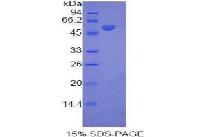 SDS-PAGE analysis of Rat KIF5A Protein. (KIF5A Protéine)