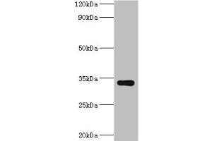 Western blot All lanes: HYLS1 antibody at 8 μg/mL + Hela whole cell lysate Secondary Goat polyclonal to rabbit IgG at 1/10000 dilution Predicted band size: 34 kDa Observed band size: 34 kDa (HYLS1 anticorps  (AA 70-299))