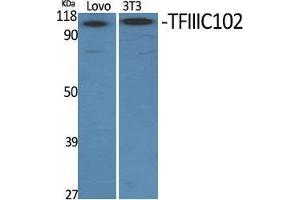 Western Blot (WB) analysis of specific cells using TFIIIC102 Polyclonal Antibody.