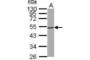Western Blotting (WB) image for anti-Tubulin, beta 2C (TUBB2C) (Internal Region) antibody (ABIN1493535) (TUBB2C anticorps  (Internal Region))