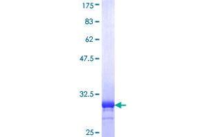 Image no. 1 for Phospholamban (PLN) (AA 1-30) protein (GST tag) (ABIN1315443)