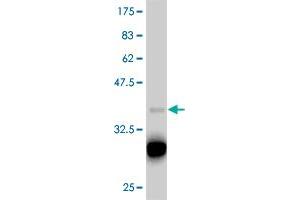Western Blot detection against Immunogen (37. (T-Box 18 anticorps  (AA 454-560))