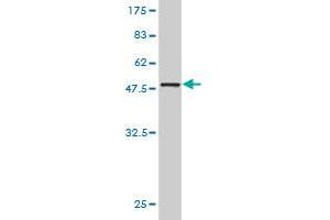 Western Blot detection against Immunogen (48.