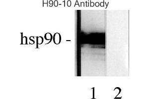 Western blot analysis of Human Lysates showing detection of Hsp90 protein using Mouse Anti-Hsp90 Monoclonal Antibody, Clone H9010 . (HSP90 anticorps  (Atto 390))