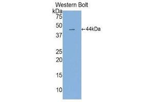 Western Blotting (WB) image for anti-Interleukin 6 (IL6) (AA 30-212) antibody (ABIN3201268) (IL-6 anticorps  (AA 30-212))