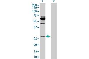 Western Blot analysis of HOXA5 expression in transfected 293T cell line by HOXA5 MaxPab polyclonal antibody. (HOXA5 anticorps  (AA 1-270))