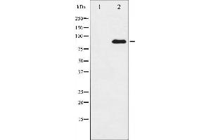 Western blot analysis of SP1 expression in HT29 whole cell lysates,The lane on the left is treated with the antigen-specific peptide. (SP1 anticorps  (C-Term))