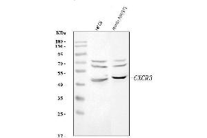 Western blot analysis of Cxcr3 using anti-Cxcr3 antibody (ABIN7599273).