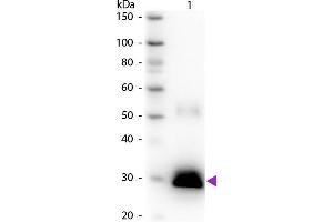 Western blot of Peroxidase conjugated Goat Anti-Rabbit IgG F(c) secondary antibody.