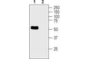 Western blot analysis of rat small intestine lysate: - 1. (TAUT anticorps  (C-Term, Intracellular))