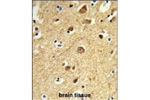 Formalin-fixed and paraffin-embedded human brain tissue reacted with JIP1 Antibody (C-term), which was peroxidase-conjugated to the secondary antibody, followed by DAB staining.