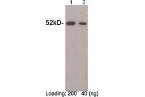 Western blot analysis of DYKDDDDK fusion protein (MW~ 49 kDa) using 1 µg/mL Rabbit Anti-DYKDDDDK-tag Polyclonal Antibody (ABIN398402) Lane 1-2: DYKDDDDK-tag fusion protein expressed in E. (DYKDDDDK Tag anticorps)