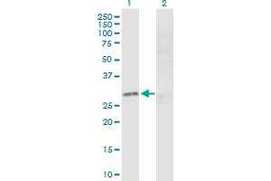 Western Blot analysis of CREB1 expression in transfected 293T cell line by CREB1 MaxPab polyclonal antibody.