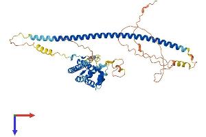 AlphaFold protein structure predicition of Human Recombinant RUNDC3B Protein, UniprotID Q96NL0