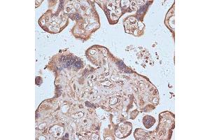 Immunohistochemistry of paraffin-embedded human placenta using NFE2L1 antibody (ABIN7268969) at dilution of 1:100 (40x lens).