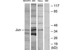 Western blot analysis of extracts from HeLa/293/3T3 cells, using c-Jun (Ab-170) Antibody. (C-JUN anticorps  (AA 137-186))