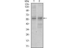 Western blot analysis using GNL3 mouse mAb against NIH3T3 (1) and PC-3 (2) cell lysate.