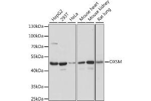 Western blot analysis of extracts of various cell lines, using OXSM antibody (ABIN7265334) at 1:1000 dilution. (OXSM anticorps  (AA 80-459))