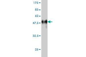 Western Blot detection against Immunogen (42.